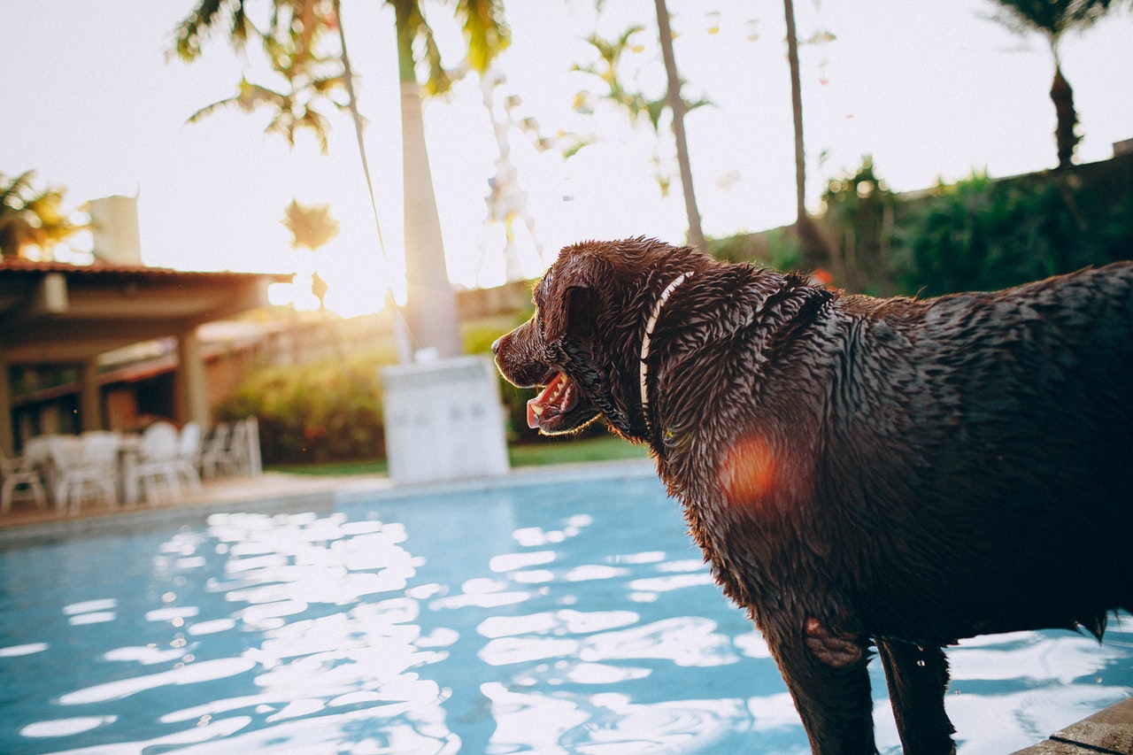 dog by the pool
