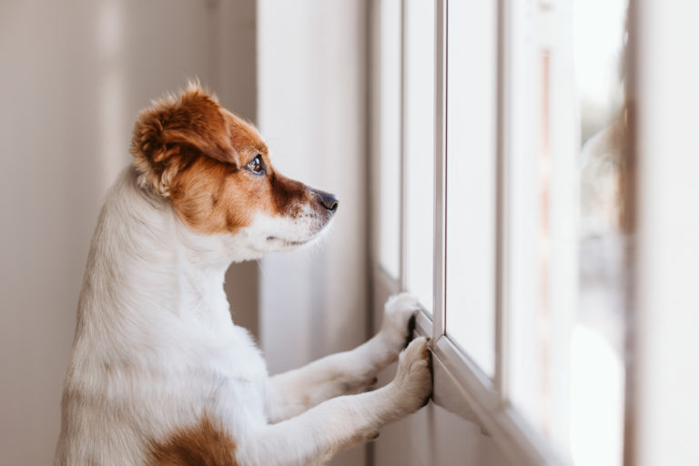 Dog standing on two legs and looking out the window